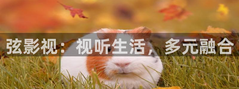 被窝影院午夜片：弦影视：视听生活，多元融合